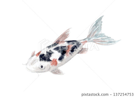 Hand painted watercolor koi carp with black and red markings isolated on white. Elegant oriental fish illustration in soft muted tones, ideal for Japanese art prints, zen decor and refined branding 137254753