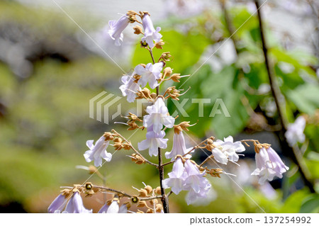 Paulownia flowers 8 Paulownia flowers 8 137254992