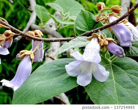 Paulownia Flowers 9 Paulownia Flowers 9 137254993
