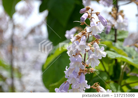 Paulownia flowers 6 Paulownia flowers 6 137255000