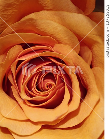 Peach Orange Rose Macro Close Up Swirl Floral Detail 137255015