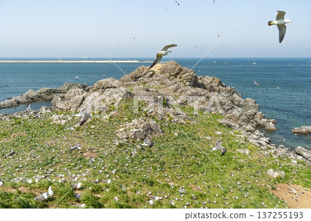 A colony of black-tailed gulls on Kabushima Island in Hachinohe City, Aomori Prefecture, countless seabirds gathering on the cliffs, and the vast Pacific Ocean A colony of black-tailed gulls on Kabushima Island in Hachinohe City, Aomori Prefecture, countless seabirds gathering on the cliffs, and the vast Pacific Ocean 137255193