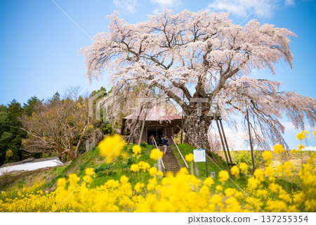 福島縣郡山市上石不動櫻 137255354