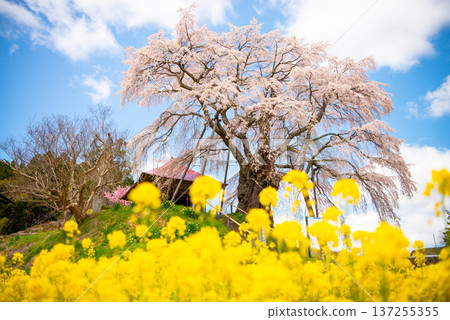福島縣郡山市上石不動櫻 137255355