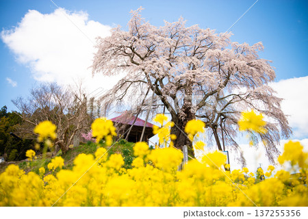 福島縣郡山市上石不動櫻 137255356