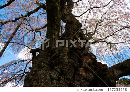 福島縣郡山市上石不動櫻 137255358