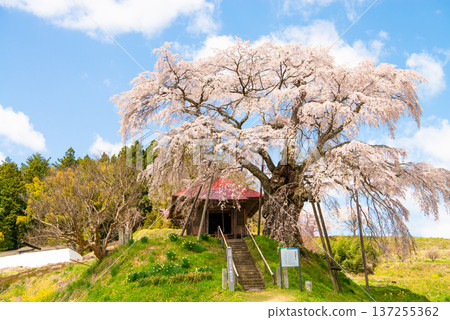 福島縣郡山市上石不動櫻 137255362