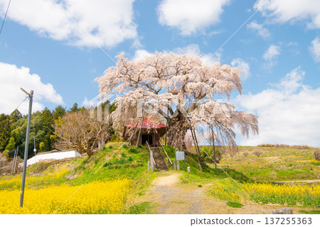 福島縣郡山市上石不動櫻 137255363