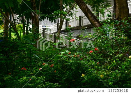 Chinese ixora in garden, public park with the green leaves. Red Chinese ixora in outdoors. Bright flower background. Flower and plant. Chinese ixora in garden, public park with the green leaves. Red Chinese ixora in outdoors. Bright flower background. Flower and plant. 137255618