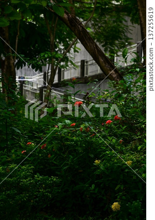 Chinese ixora in garden, public park with the green leaves. Red Chinese ixora in outdoors. Bright flower background. Flower and plant. Chinese ixora in garden, public park with the green leaves. Red Chinese ixora in outdoors. Bright flower background. Flower and plant. 137255619
