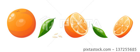 Vector set of whole orange, sliced orange and orange leaves Vector set of whole orange, sliced orange and orange leaves 137255685