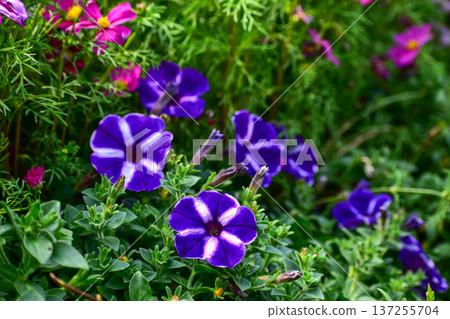 Close-up of Violet petunia flowers in bloom in the grass. Purple flowers in the garden. Flower and plant. 137255704