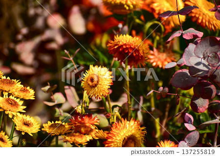 Close-up of strawflower in the garden. Yellow and orange strawflowers in outdoors. Bright flower background. Flower and plant. Close-up of strawflower in the garden. Yellow and orange strawflowers in outdoors. Bright flower background. Flower and plant. 137255819