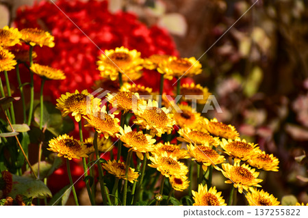 Close-up of strawflower in the garden. Yellow and orange strawflowers in outdoors. Bright flower background. Flower and plant. 137255822