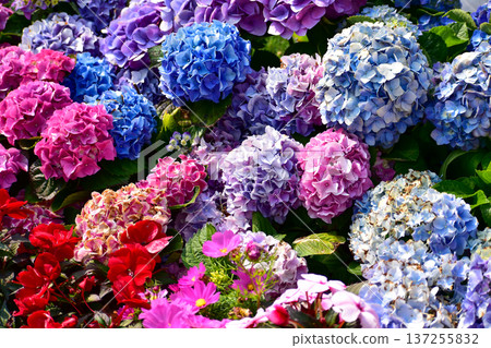Close-up of Colorful Hydrangea Sea in Full Bloom. Colorful bright hydrangea flowers in the garden. Flower and plant. Close-up of Colorful Hydrangea Sea in Full Bloom. Colorful bright hydrangea flowers in the garden. Flower and plant. 137255832