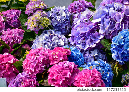 Close-up of Colorful Hydrangea Sea in Full Bloom. Colorful bright hydrangea flowers in the garden. Flower and plant. 137255833