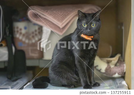 Black cat Black cat 137255911