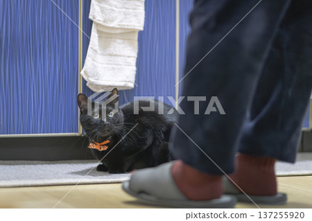 Black cat Black cat 137255920