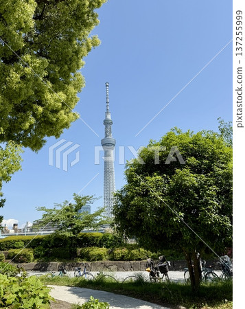 Sumida Park during Golden Week Sumida Park during Golden Week 137255999