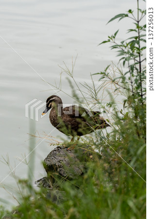 斑嘴鴨在水邊休息 斑嘴鴨在水邊休息 137256013
