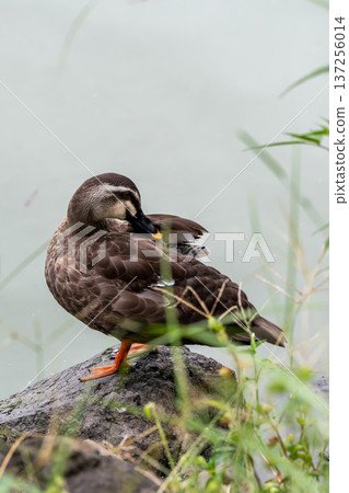 站在水邊的斑嘴鴨 站在水邊的斑嘴鴨 137256014