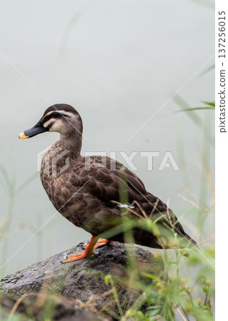 斑嘴鴨漂浮在水邊 137256015