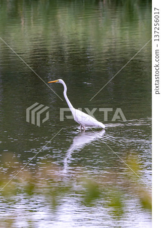 Great egret looking for food in the river Great egret looking for food in the river 137256017