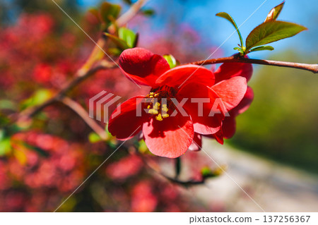 Vibrant red japanese quince or Chaenomeles japonica Blooming at the sun. The flowers are surrounded by the green leaves. Vibrant red japanese quince or Chaenomeles japonica Blooming at the sun. The flowers are surrounded by the green leaves. 137256367