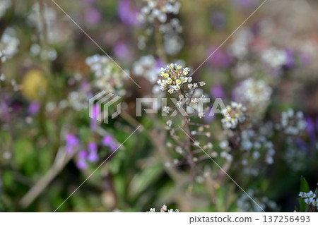 Penpengusa 137256493