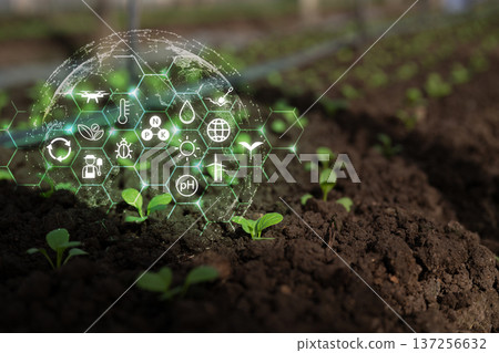 Global smart agriculture concept showing seedlings protected by digital data icons for precision farming, sustainability, and climate monitoring Global smart agriculture concept showing seedlings protected by digital data icons for precision farming, sustainability, and climate monitoring 137256632