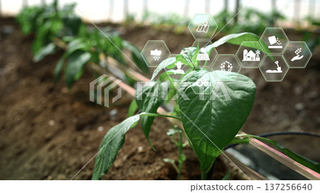 Shishito Pepper plant sprouting from soil with interface, agriculture technology concept Shishito Pepper plant sprouting from soil with interface, agriculture technology concept 137256640