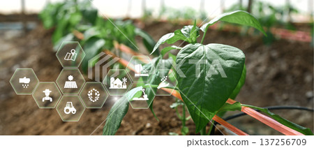 Shishito Pepper plant sprouting from soil with interface, agriculture technology concept Shishito Pepper plant sprouting from soil with interface, agriculture technology concept 137256709