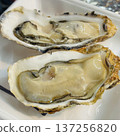Fresh raw oysters in the shell 137256820