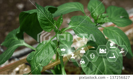 Shishito Pepper plant sprouting from soil with interface, agriculture technology concept Shishito Pepper plant sprouting from soil with interface, agriculture technology concept 137256827