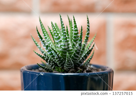 Haworthia fasciata Haworthia fasciata 137257015