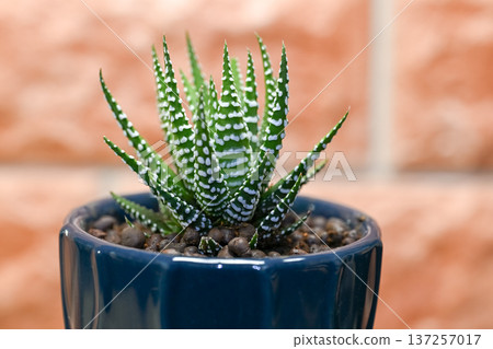 Haworthia fasciata 137257017