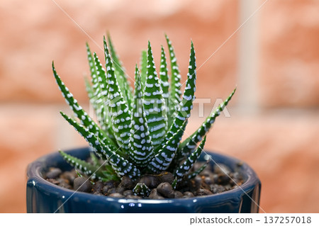 Haworthia fasciata Haworthia fasciata 137257018