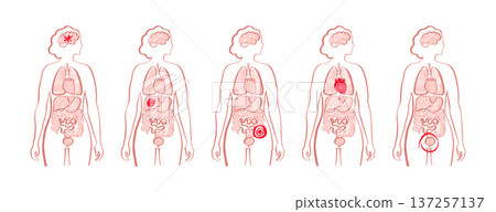 Internal Organs Sketch 137257137