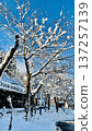 Dead trees covered in snow under the blue sky 137257139