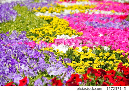 Multicolored flower garden 137257145