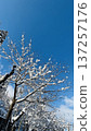 Dead trees covered in snow under the blue sky_2 137257176