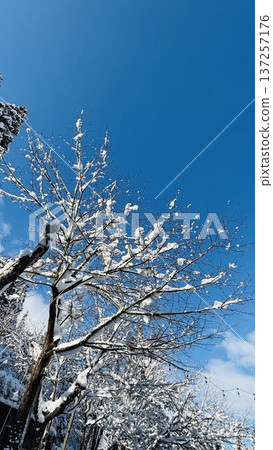 Dead trees covered in snow under the blue sky_2 Dead trees covered in snow under the blue sky_2 137257176