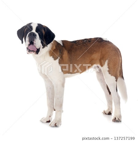 saint bernard in studio 137257199
