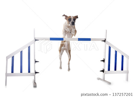 mixed-breed in studio 137257201