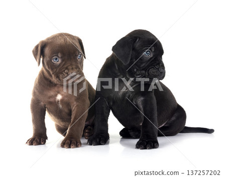 puppies bully XXL in studio 137257202