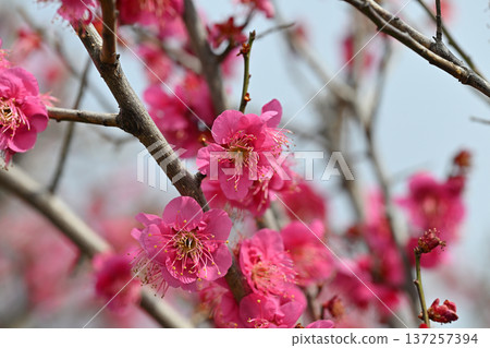 紅梅花預示著春天的到來 紅梅花預示著春天的到來 137257394