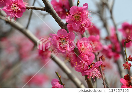 紅梅花預示著春天的到來 137257395