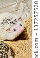 Cute hedgehog 137257520