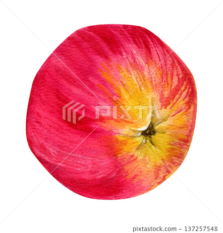 Watercolor hand drawn illustration of a juicy red-yellow apple tilted on its side. 137257548