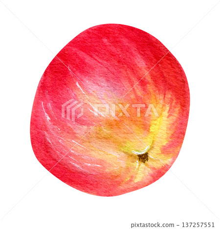 Watercolor hand drawn illustration of a juicy red-yellow apple tilted on its side. Watercolor hand drawn illustration of a juicy red-yellow apple tilted on its side. 137257551